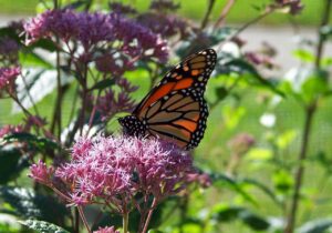 butterfly, monarch, flower